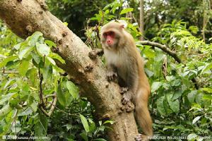 野生猴照片集錦