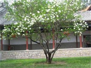 栓葉安息香 栓葉安息香