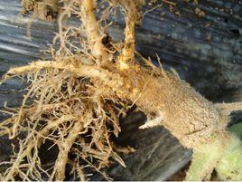 西葫蘆根腐病 西葫蘆根腐病