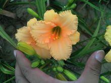 新品種萱草 旭東