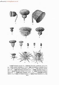 針刺矢車菊 針刺矢車菊