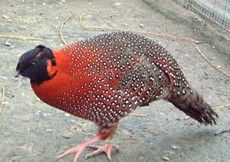 黑頭角雉 黑頭角雉