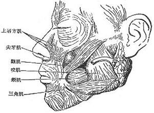 咬肌間隙 咬肌間隙