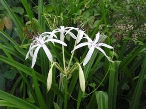 文珠蘭屬 文珠蘭屬