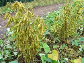 南豆6號 南豆6號