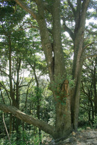 東莞潤楠 東莞潤楠