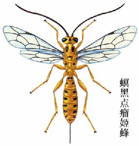 螟黑點瘤姬蜂 螟黑點瘤姬蜂