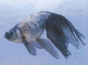 藍蛋鳳球 藍蛋鳳球