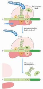 核蛋白體釋放因子 核蛋白體釋放因子