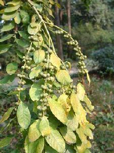 一葉秋[大戟科植物]