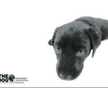 獵犬論壇 獵犬論壇