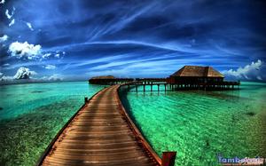 奶牛常見疾病診療手冊 奶牛常見疾病診療手冊