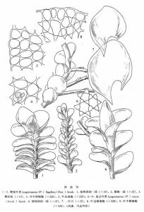 鞭枝葉苔 鞭枝葉苔