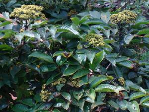 岔箐自然村植物：五杵葉