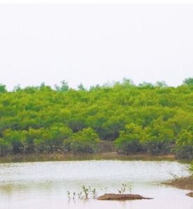 新盈紅樹林國家濕地公園 新盈紅樹林國家濕地公園