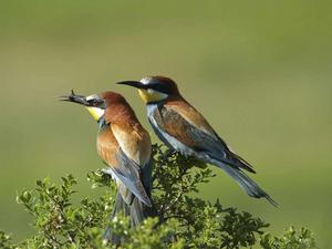 雌性選擇 雌性選擇