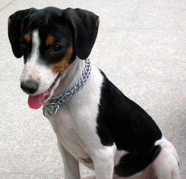 短毛太倉小獵犬 短毛太倉小獵犬