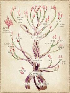 瓦斯塔亞種族 瓦斯塔亞種族