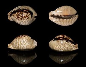 大老鼠寶螺 大老鼠寶螺