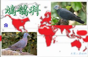 鳩鴿科