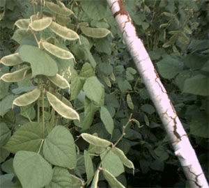 白扁豆皮 白扁豆皮