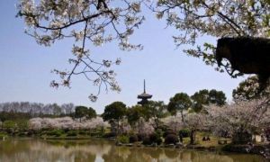 武漢梨園景區 武漢梨園景區