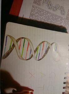 人工鹼基 人工鹼基