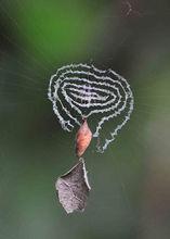 蜘蛛網[蜘蛛編織的網狀物]