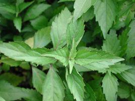 海南大葉白粉藤 海南大葉白粉藤