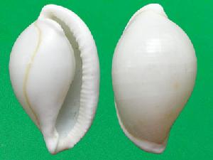 厚唇海兔螺 厚唇海兔螺