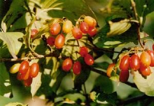 山茱萸