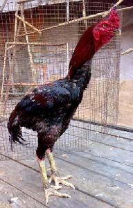 隆興鬥雞 隆興鬥雞