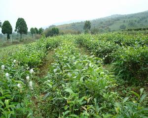 （圖）滿山綠茶 