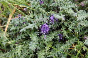 高山風毛菊 高山風毛菊