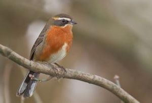 棕黑歌鵐 棕黑歌鵐