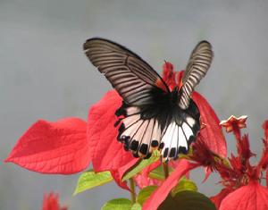 萬寧興隆熱帶花園