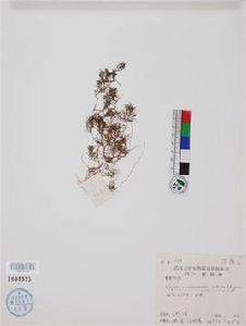 彎果茨藻 彎果茨藻