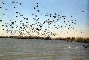 朱賈國家鳥類保護區