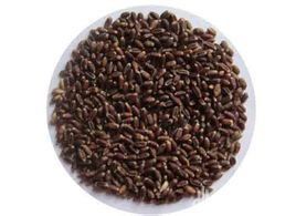 八倍體小黑麥 八倍體小黑麥