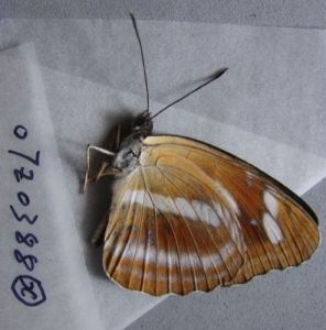 玫環蛺蝶 玫環蛺蝶