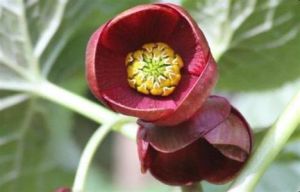 北川驢蹄草 北川驢蹄草