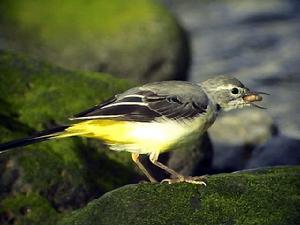 灰鶺鴒馬德拉亞種 灰鶺鴒馬德拉亞種
