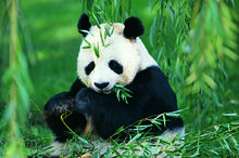 大熊貓
