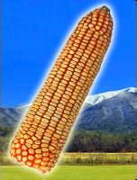 丹玉39號 丹玉39號