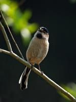 銀喉長尾山雀 銀喉長尾山雀