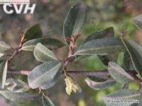 長葉胡頹子 長葉胡頹子