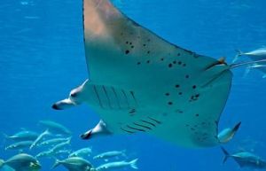 環紋蝙蝠魚 環紋蝙蝠魚