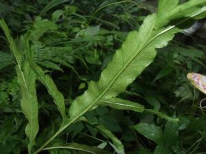 網脈組[裸子蕨科鳳丫蕨屬]