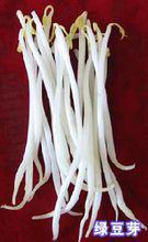 豆芽