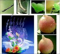 糖藝造型 糖藝造型